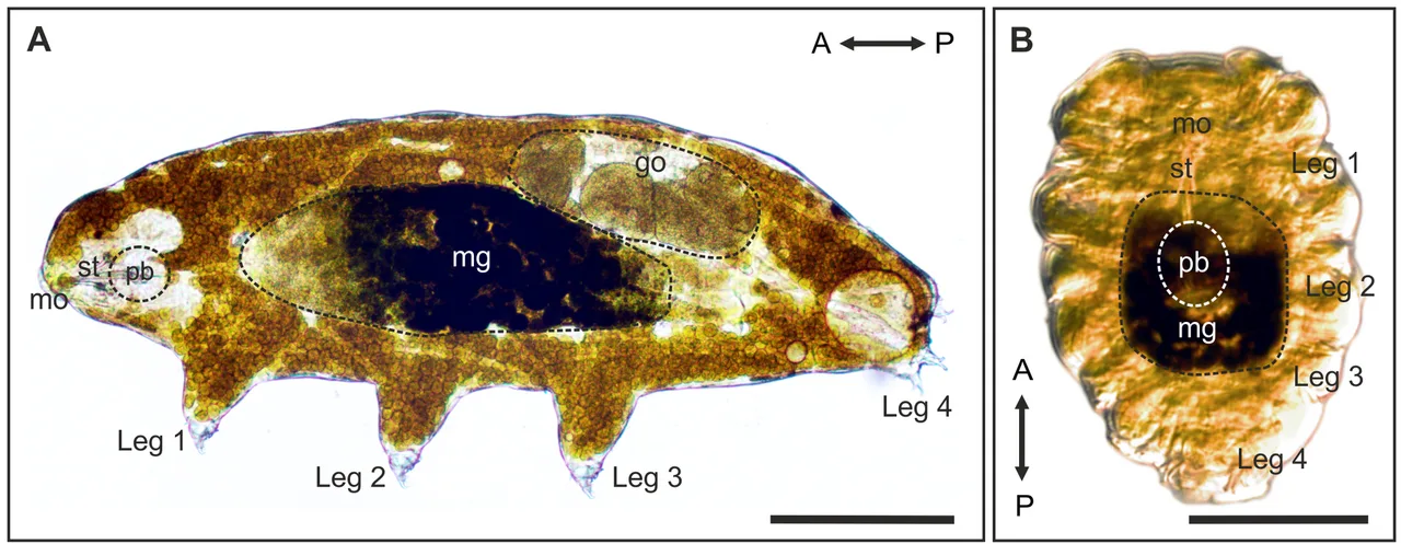 Richtersius coronifer in active and 'tun' states.A↔P = anterior-posterior; mg = midgut; go = gonad;pb = pharyngeal bulb;