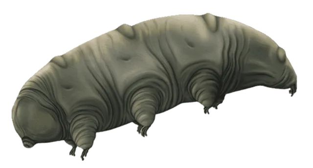 Reconstruction of Paradoryphoribius, from the Miocene (23–5.3 mya)