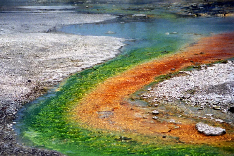 Hot springs with algae and bacteria in Yellowstone National Park