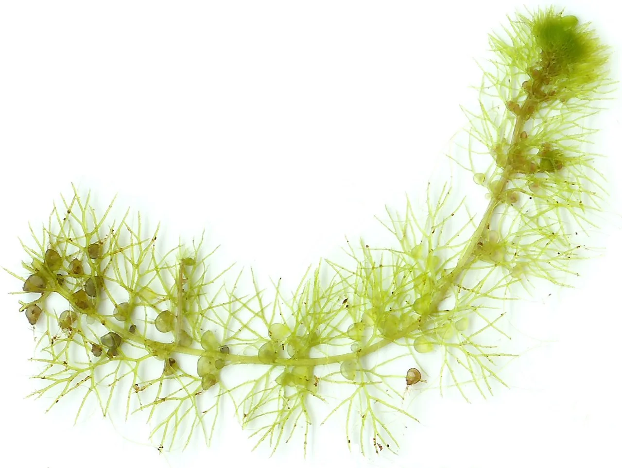 The tip of one stolon from a U.K. instance of U. vulgaris, showing stolon, branching leaf-shoots and transparent bladder