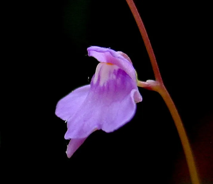 Utricularia amethystina flower