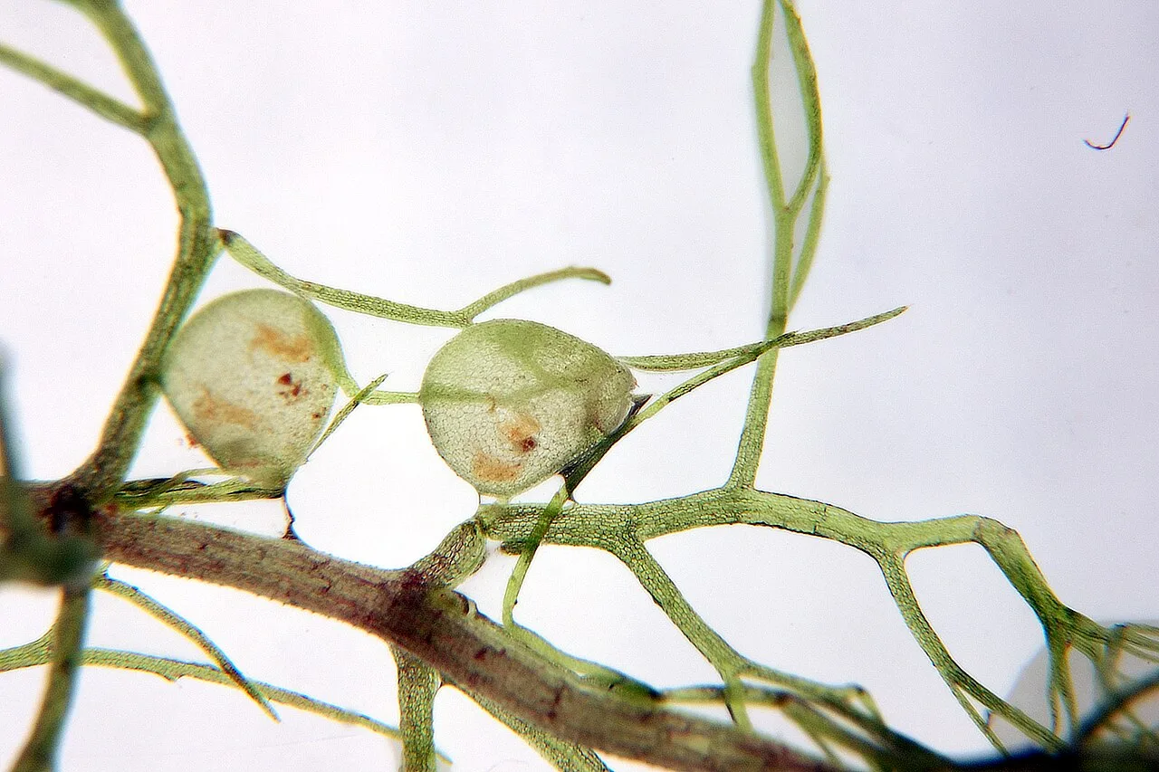 Traps of Utricularia aurea