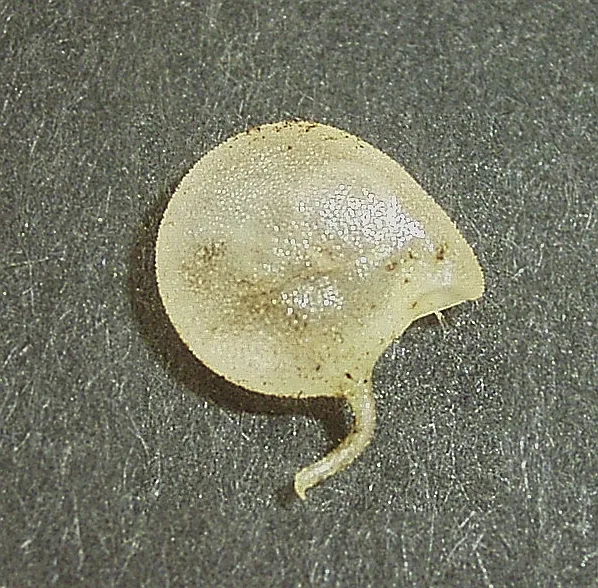 Trap of Utricularia hamiltonii