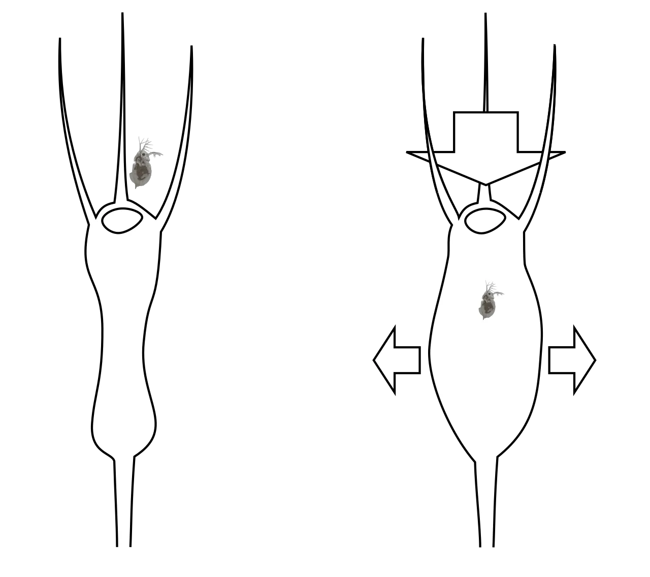 Bladderwort trap mechanism: seen from below, a bladder squeezed by water excretion suddenly swells as its trapdoor is re